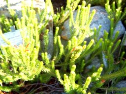 Erica quadrisulcata