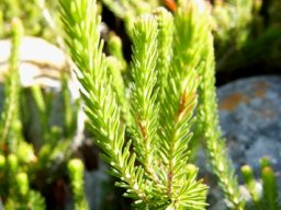 Erica quadrisulcata leaves