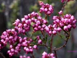 Erica rhopalantha, browntip heath at Varksnoet