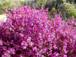 Erica rosacea subsp. rosacea flowers