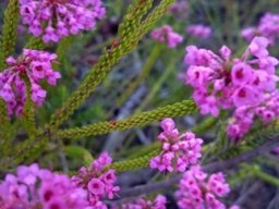 Erica seriphiifolia
