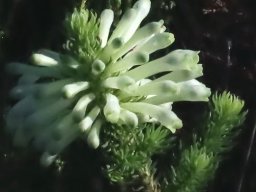 Erica sessiliflora on the Fernkloof Contour Path
