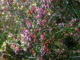 Erica sparsa