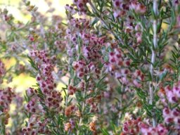 Erica sparsa leaves