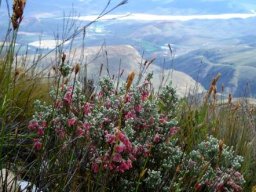 Erica strigilifolia