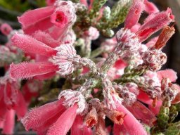 Erica strigilifolia hairy flower tips