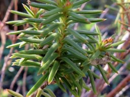 Erica taxifolia stem-tip leaves