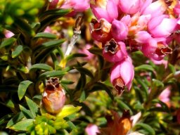 Erica taxifolia