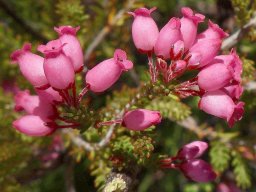 Erica tenella flowers