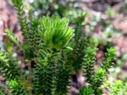 Erica unicolor subsp. mutica leaves