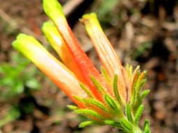 Erica unicolor subsp. mutica open flowers