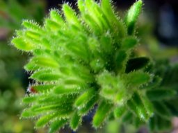 Erica unicolor subsp. mutica branching leaf cluster
