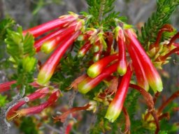 Erica versicolor flowers of different ages