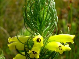 Erica viscaria subsp. longifolia leaves