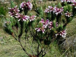 Erica viscaria subsp. longifolia branched shrublet