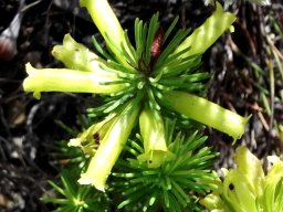 Erica viscaria subsp. macrosepala 