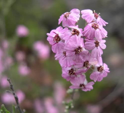 Eriocephalus africanus flowering pink