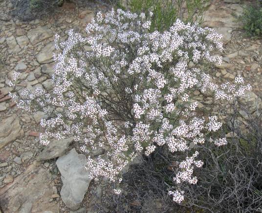 Eriocephalus africanus