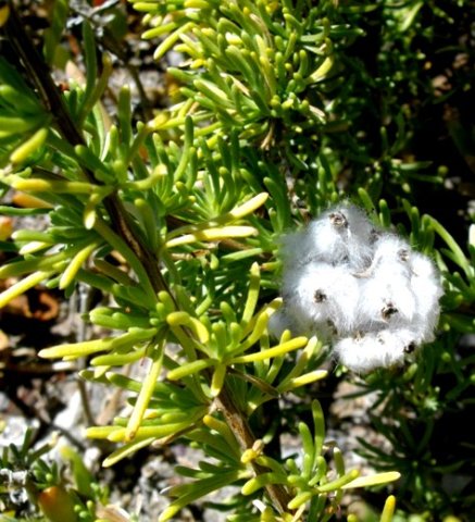 Eriocephalus africanus fruits
