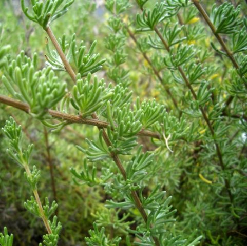 Eriocephalus africanus var. africanus leaves