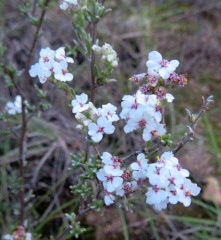 Eriocephalus africanus var. paniculatus