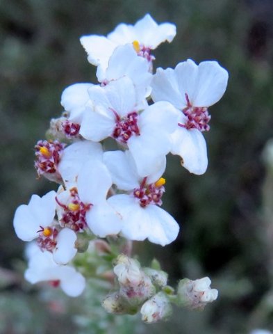 Eriocephalus africanus var. paniculatus flowerheads