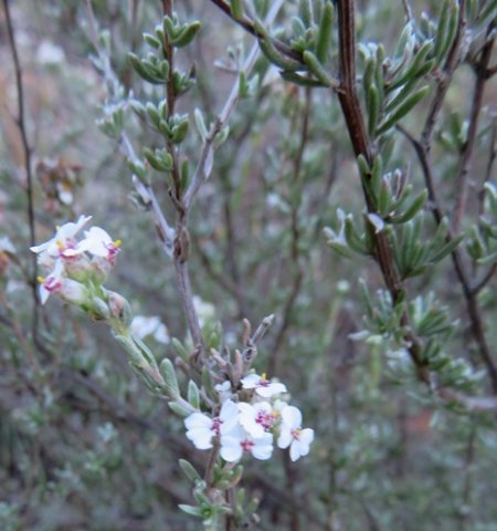 Eriocephalus africanus var. paniculatus leaves
