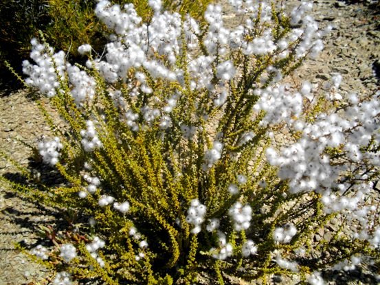 Eriocephalus ericoides subsp. ericoides