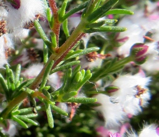 Eriocephalus purpureus leaves