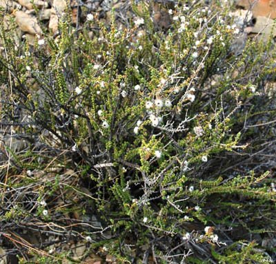 Eriocephalus ericoides subsp. ericoides, a survivor