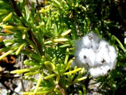 Eriocephalus africanus fruits
