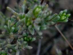 Eriocephalus capitellatus leaves