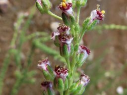 Eriocephalus ericoides subsp. ericoides yellow anthers
