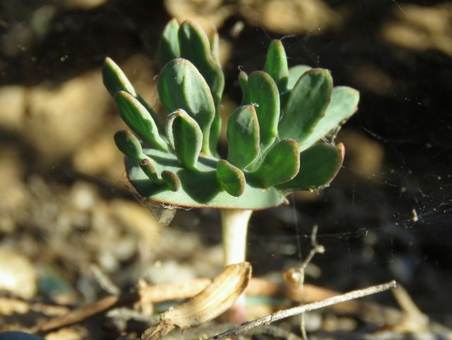Eriospermum alcicorne large leaf extensions