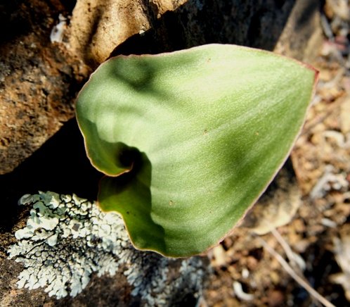 Eriospermum capense subsp. capense leaf