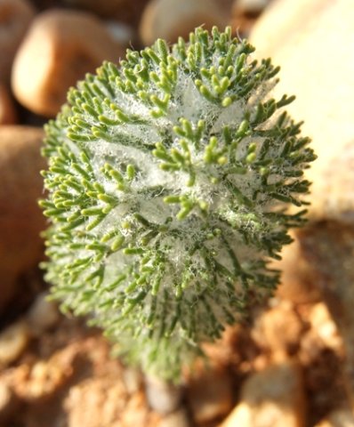 Eriospermum paradoxum leaf appendage