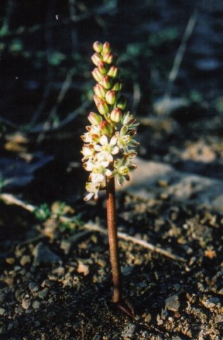 Eriospermum zeyheri raceme