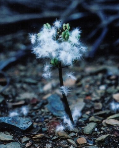 Eriospermum zeyheri woolly fruit