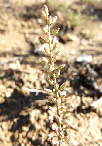 Eriospermum zeyheri raceme