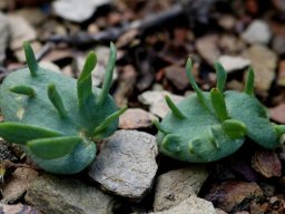 Eriospermum alcicorne