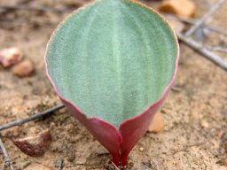 Eriospermum capense subsp. capense striking a pose