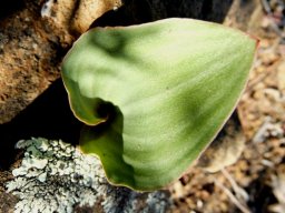 Eriospermum capense subsp. capense leaf
