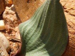 Eriospermum capense subsp. capense leaf