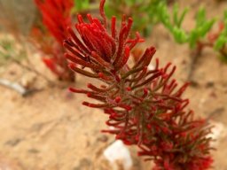 Eriospermum paradoxum leaf appendage but red
