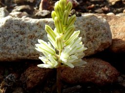 Eriospermum paradoxum bloomtime
