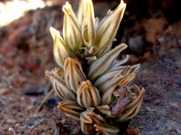 Eriospermum paradoxum