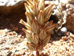 Eriospermum paradoxum flowers