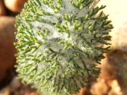 Eriospermum paradoxum leaf appendage