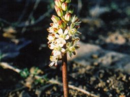 Eriospermum zeyheri raceme