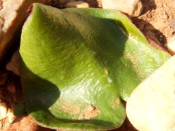 Eriospermum zeyheri leaf